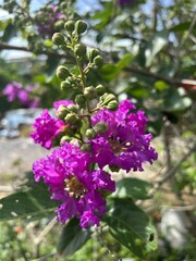 Fototapeta premium beautiful Lagerstroemia speciosa flowers in the garden