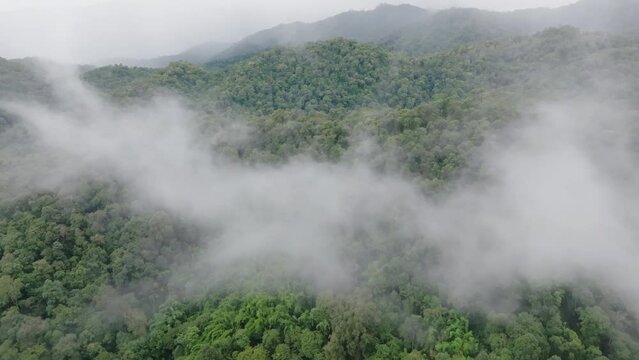 Mist on tropical rainforest mountain, Tropical forests can increase humidity in air and absorb carbon dioxide from the atmosphere through photosynthesis, and store carbon in tree trunks, branches.