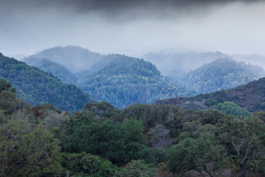 Foggy Overcast Skies over Santa Cruz Mountains. Stevens Creek County Park, Santa Clara County, California, USA.