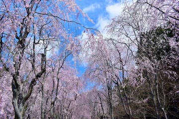 桜　春　枝垂桜　枝垂れ桜　しだれ桜　広島