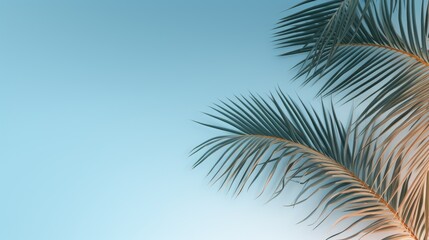 Fototapeta na wymiar palm leaves on the light blue wall, minimal concept background, product representation