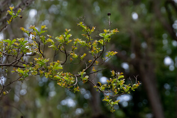 Tree branches and green leaves, overlay, fine art photography.