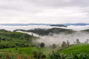 Fototapeta na wymiar Fog in the middle of the valley in Pa Bong Piang village A rural village in the middle of rice terraces on a mountain. Beautiful green mountain range, grassland, Chiang Mai, Thailand