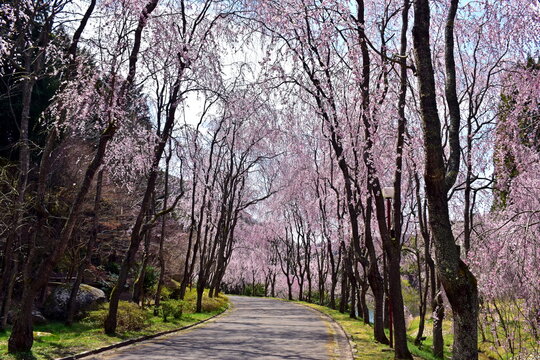 桜　春　枝垂桜　枝垂れ桜　しだれ桜　広島