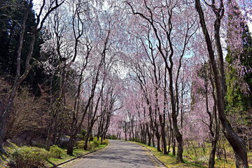 Naklejka premium 桜 春 枝垂桜 枝垂れ桜 しだれ桜 広島