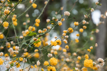 Small yellow flowers, fine art photography, overlay,.