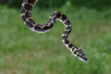 Close up of a ball python