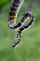 Close up of a ball python