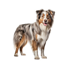 Australian_Shepherd_dog_full_body_no_shadows_maximum