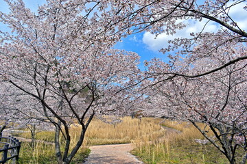 桜　春　広島