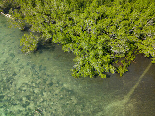 Clear transparent water and green plants. Mindanao, Philippines.