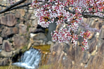 桜　春　広島