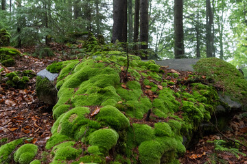 Small spruce growing in moss. Beautiful moss in the forest and a young spruce. Green moss and...