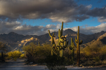 2022-02-16 TUCSON DESERT WITH SAGUARO CACTUS AND THE SANTA CATALINA MOUNTAINS AND A CLOUDY SKY IN ARIZONA