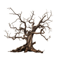 Dead tree for Halloween decoration on transparent background PNG