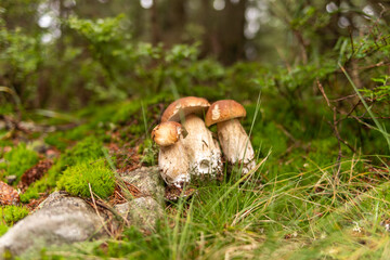 Growing edible mushrooms in the forest. A bunch of edible mushrooms. A beautiful photo of mushrooms in the forest.