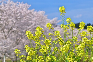 Fototapeta premium 桜 菜の花 中国地方 桜並木 岡山
