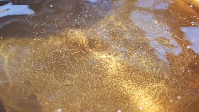 Used vegetable oil in a large cooking pan 