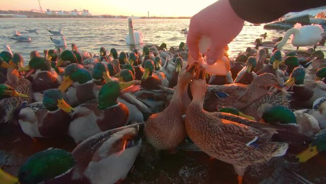 Feeding Birds with Bread Near the River at Sunrise in Cold Winter Day - First Person View, Slow Motion. A Lot of Hungry Ducks, Swans and Seagulls Eat Bread from the Hand and Fighting for Food - POV