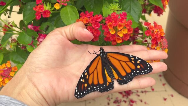 Monarch butterfly on hand, lantana flower, monarch butterfly immigration, raising monarch butterflies, raising butterfly