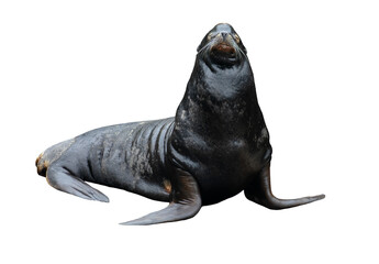 An isolated smiling sea lion looks on smugly - isolated on white or transparent background