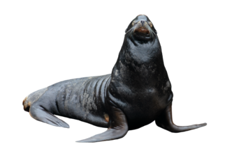 An isolated smiling sea lion looks on smugly - isolated on white or transparent background