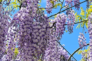 Photo sur Aluminium Lavende 藤　藤園　藤棚　藤の花　広島