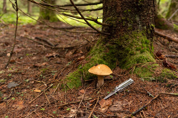 Collect mushrooms with a utility knife. Multifunctional knife and mushroom. Collect mushrooms in the forest.