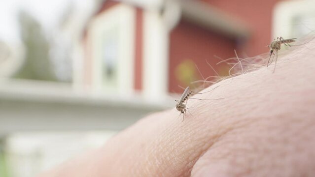 Closeup view of mosquitoes biting and sucking blood from caucasian skin