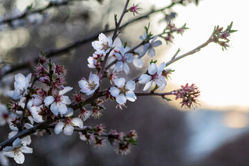 Fototapeta premium blossom in spring