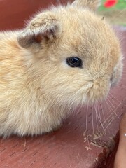 Bunnies in the backyard