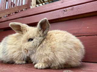 Obraz premium Bunnies in the backyard
