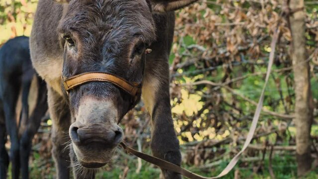 Close-up of the face of a donkey eating apples and watermelon rinds from the ground. A donkey eating fruit. Animal farm. Slow motion. The concept of agriculture and animal husbandry