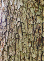 Texture of the bark of an old apple tree, background.
