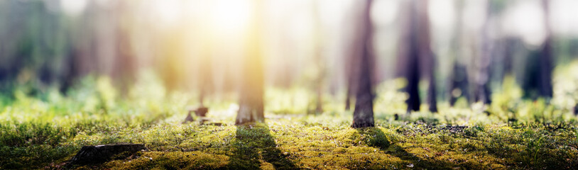 Forest blur panorama