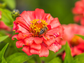 A bee collects nectar from Red marigolds flower in the garden in summer close-up.