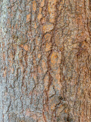 Bark texture and background of a old fir tree trunk. Detailed bark texture. Natural background