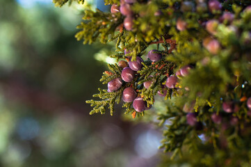 Juniper berries in the fall