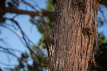 Fototapeta premium Pinyon Pine tree trunk in New Mexico