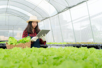 Naklejka na ściany i meble Asian female farmer harvesting vegetable garden in greenhouse Use a laptop to check sales. small business