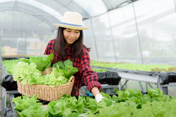 Asian female farmer harvesting vegetable garden in greenhouse small business