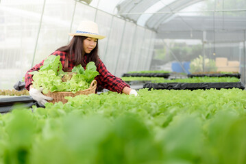 Naklejka na ściany i meble Asian female farmer harvesting vegetable garden in greenhouse small business