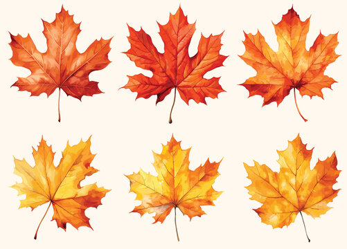 Watercolor Fall Leaves vector, Autumnal Oak Leaf  Fall Festival Decorations illustration.
