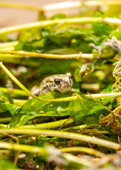The frog sits on algae in the pond. Beautiful wildlife landscape with place for text. The concept of protecting wildlife and ecology.
