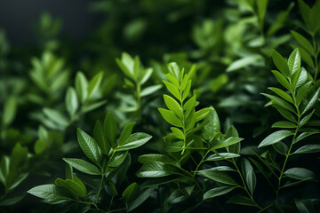 close up of a green plant