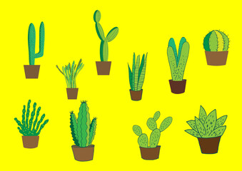Fototapeta premium Cactus 