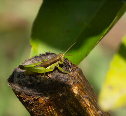 Small green grasshopper Brown head and back perched on a tree stump in the garden during the day.