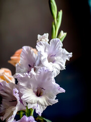 bright, delicate light lilac gladiolus flower on a blurred background