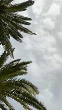 Background video with green palm leaves on a cloudy sky background. Vertical, copy space, insert text. Rest on the beach