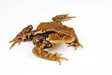 Japanische Erdkröte // Japanese common toad  (Bufo praetextatus / Bufo japonicus)